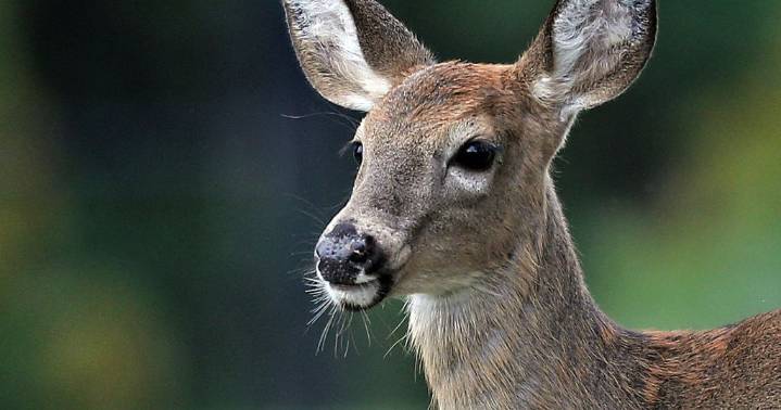 Minnesota DPS asks deer hunters for help solving missing persons cases