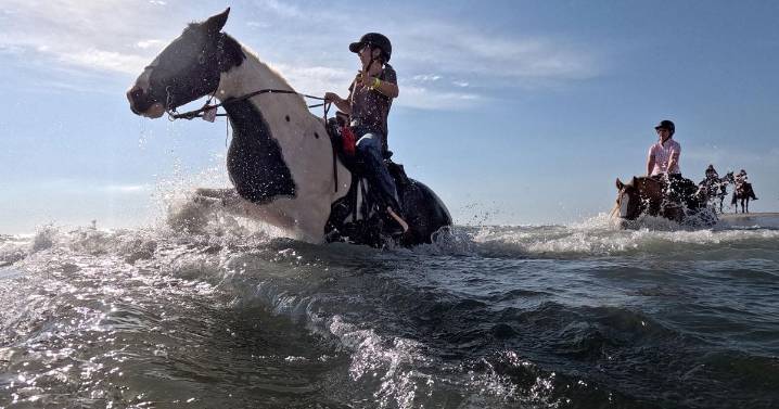 Horses in Myrtle Beach for American Heart Association ride