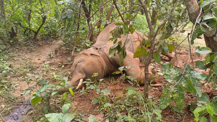 Tusker found dead in Ganjam forest