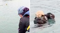 Reúnen nutria con su madre en conmovedor video en California