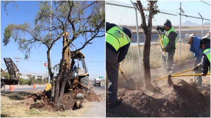 Reubican 51 árboles en zona de construcción en carretera Aldama 🎦📸