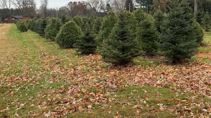 Check out these Christmas tree farms in Monroe County