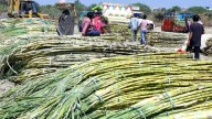 Sugar production in Uttar Pradesh may increase by about 2%