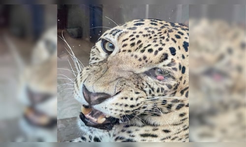 Leopard spotted twice in a day on Pune airport premises; forest dept steps up monitoring