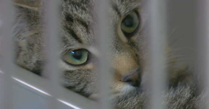 Community rallies behind “Camper Cats” after local rescue steps in