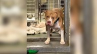 New York Shelter Dog Waits For A Family Who Will Finally Love Him Back
