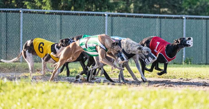 Government shares major update on UK greyhound racing's future after thousands complain