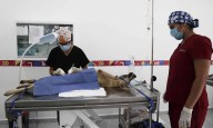 Gobierno de Isla Mujeres realiza jornada especial de esterilización en el Centro de Bienestar Animal
