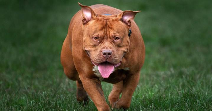 XL Bully owner has 9 puppies put down and will have to pay kennel costs over 29 years