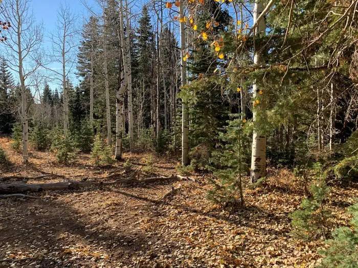 Here's how you can pick and cut down your own Christmas tree from Dixie National Forest
