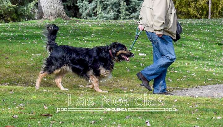 Tarancón refuerza la lucha contra los excrementos caninos