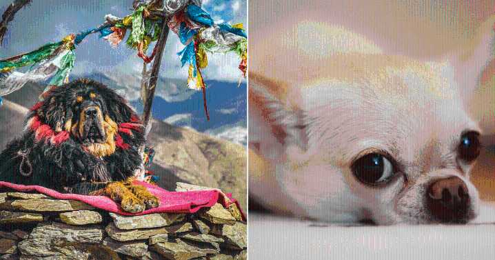 These Dog Breeds Carry The Most Significant Wolf Ancestry, Study Reveals