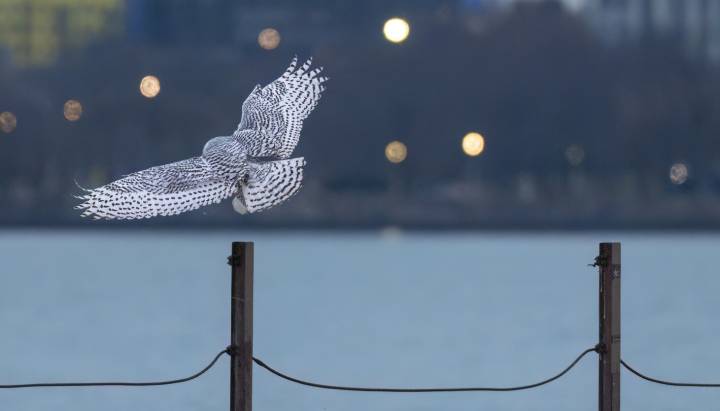 Bird watchers perch at Montrose Beach as snowy owls make early Chicago appearance