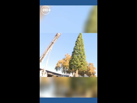 Arrival of the Old Sacramento Christmas tree