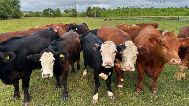 Can Trump's barrage of ideas to lower beef prices help chains like Texas Roadhouse?