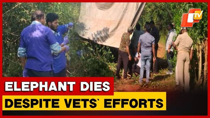 Female Elephant Dies In Chandaka While Undergoing Treatment, Herpesvirus Suspected