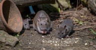 Too many rats? Birth control is one city's answer