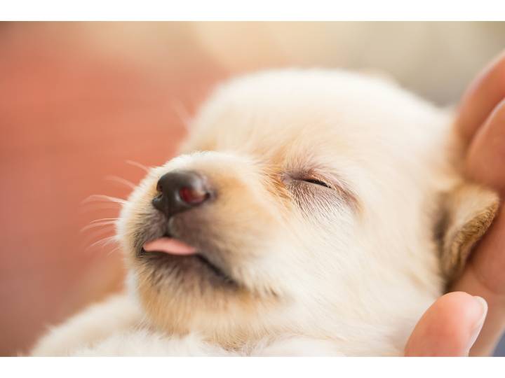 Miss Manners: We purchased a beautiful pup from a ‘backyard breeder’ and we feel judged