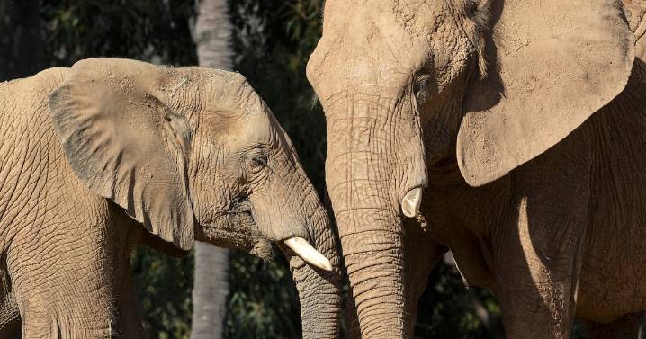 Safari Park estrenará Elephant Valley, el nuevo hogar de los elefantes