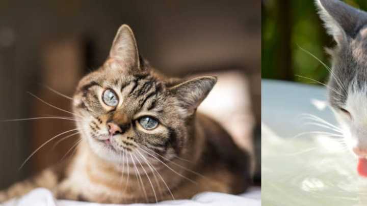 El secreto para que su gato beba más agua y no tenga problemas en los riñones