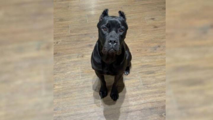 Texas Dog Lover Sends A Photo And Gets A Response That Changes How She Sees Her Pup Forever