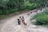 Empeora el abandono de perros y gatos en las calles de Huejutla: activista