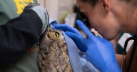 Owl partly covered in concrete after getting into cement mixer rescued in Utah