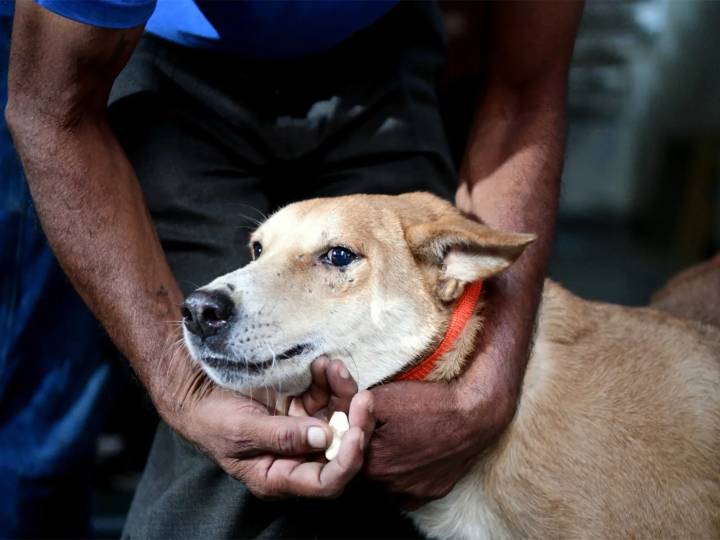 SC orders removal of stray dogs from hospitals, schools, railways and bus stations