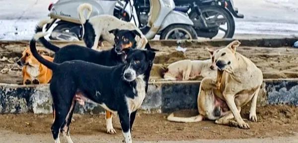 Remove Stray Dogs From Hospitals, Educational Institutions, Bus Depots And Railway Stations: SC