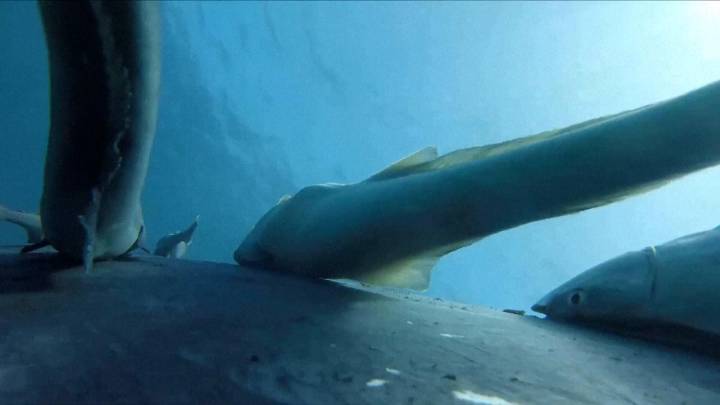 Así es como peces ventosa surfean sobre una ballena