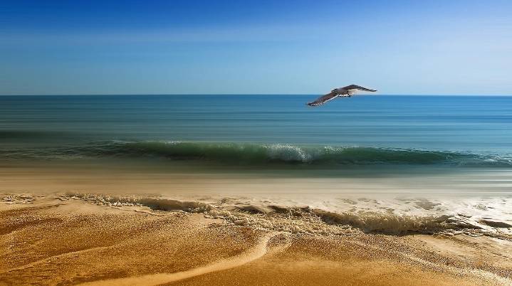 Food-snatching seagulls are more likely to leave you alone if you shout at them, researchers say