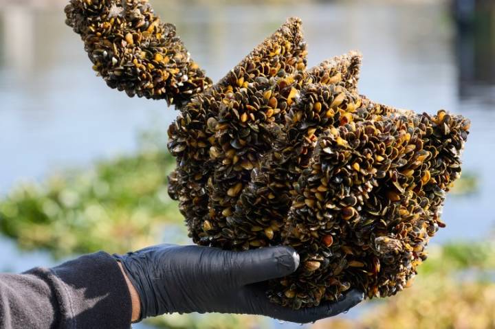 ‘Emerging threat’: An invasive species is upending life in the Delta, with no help on the way