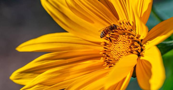 Dry with crisp autumn nights, mild afternoons through Thanksgiving Day