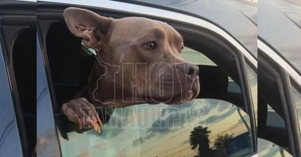 Rescatan a dos perritos en situación vulnerable en Matamoros