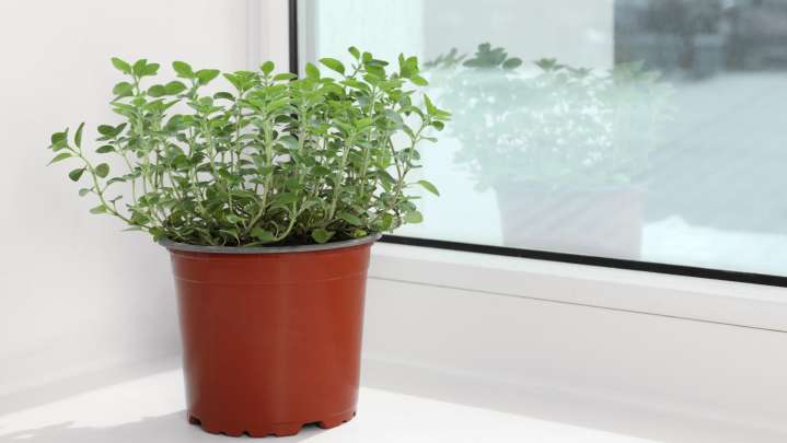 How To Propagate Oregano Indoors For Bountiful Year