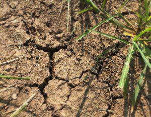 Recent Rains Ease Missouri's Drought Picture