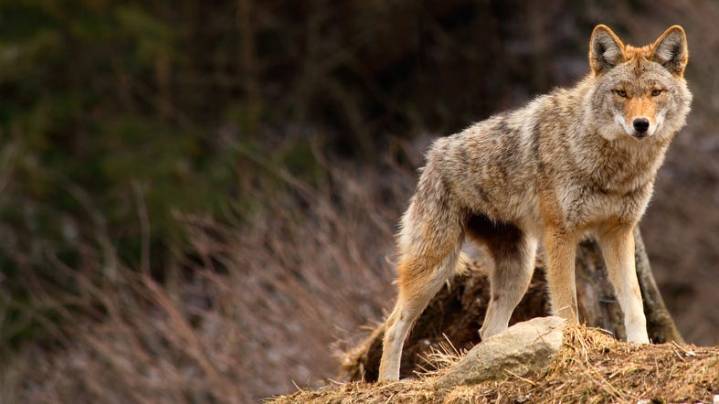 Sanctioning killing contests ‘pours fuel’ on controversy, Caviglia says