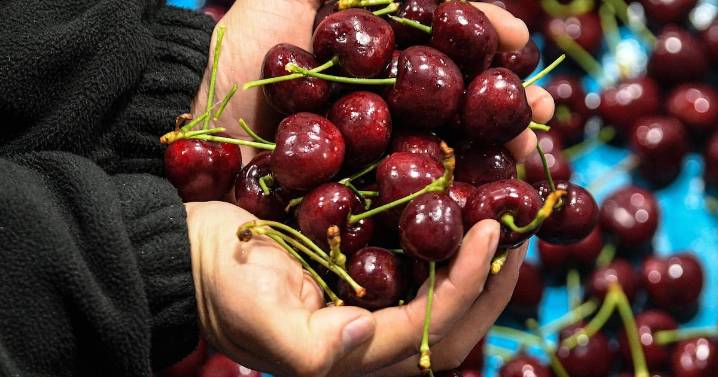 SAG señala que exportaciones de cerezas se mantienen “con total normalidad” tras detección de plaga en cargamento que llegó a Brasil