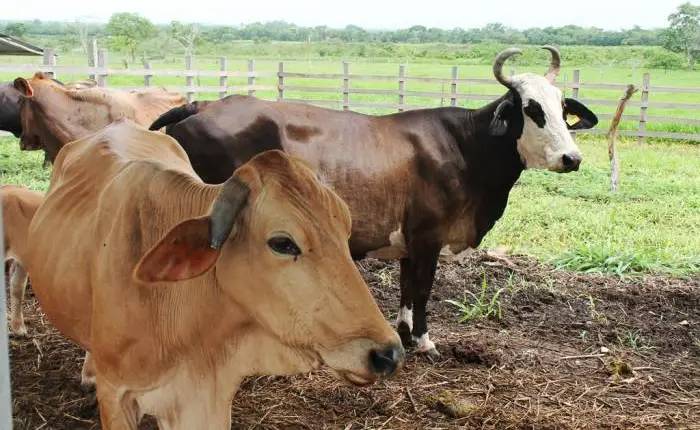 Tabasco reduce casos de gusano barrenador a 40 y refuerza vigilancia ganadera
