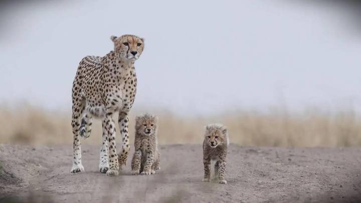 Indian-born cheetah gives birth to five cubs at Kuno National Park