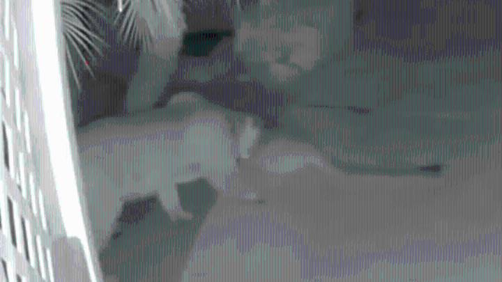 Dos pumas se adentran en patio trasero de una casa en Oceanside