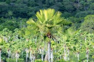 Desarrollan proyecto para proteger la palma bendita y ecosistemas nacionales