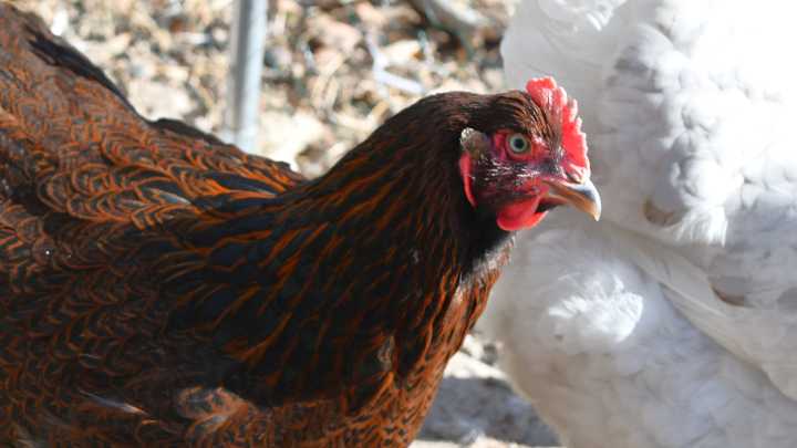 Bird flu found in Kent County backyard chicken flock: what to know