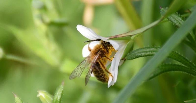 The Secret Life of Honeybees