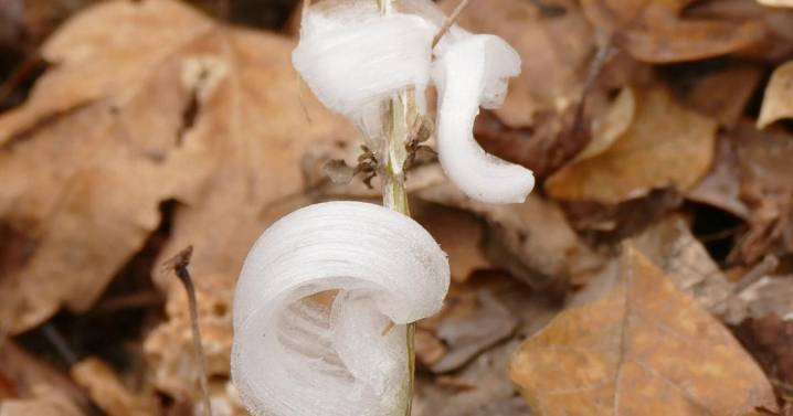 First major cold spell brings magical icy blooms known as frost flowers