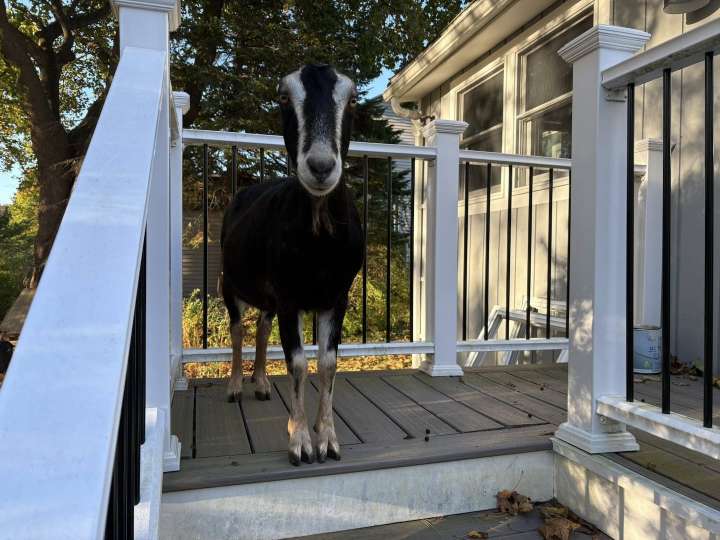 Another scam, naked man arrested, and goats on the lam