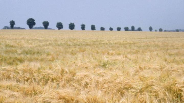 San Luis: incorporan centeno para controlar la erosión hídrica y eólica