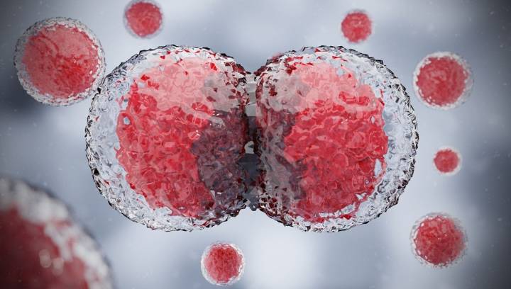 How Do Cells Know Where They Are In The Body To Form The Right Parts?