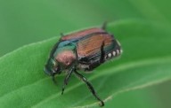 Japanese Beetle Infestation Not Slowing in Col. Basin, Yak Valley