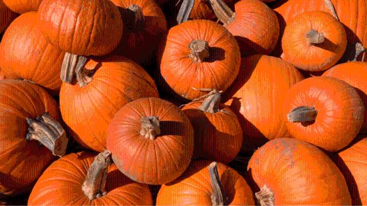 Arkansas City residents can help feed hungry goats